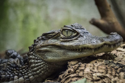 Close-up of alligator