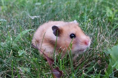 Close-up of animals on grassy field