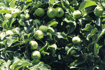 Close-up of fruits growing on tree