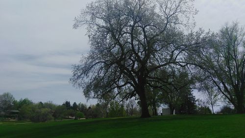 Trees on field against sky