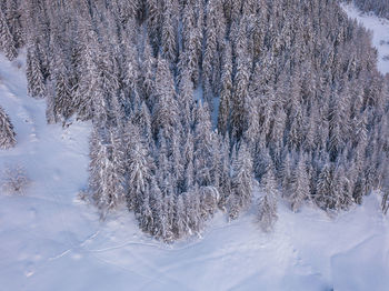 Frozen trees on snow covered land