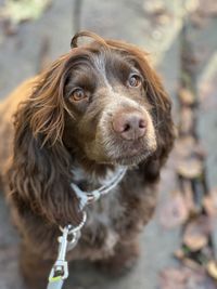 Close-up of dog