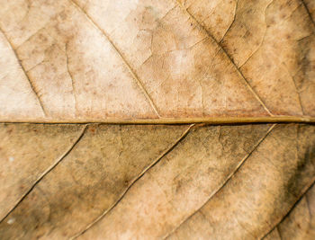 Close-up of dry leaf