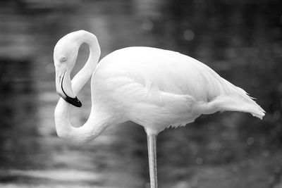 Close-up of flamingo in lake