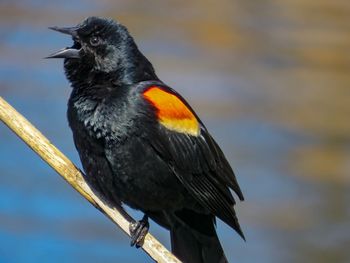 Close-up of bird perching outdoors