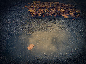 Close-up of autumn leaf