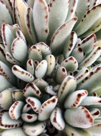 Full frame shot of succulent plant