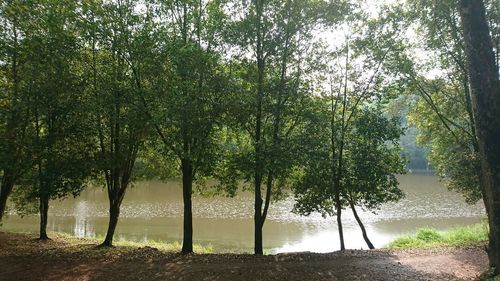 Trees by lake in forest