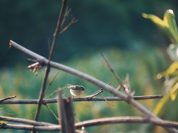 Close-up of bird perching on branch