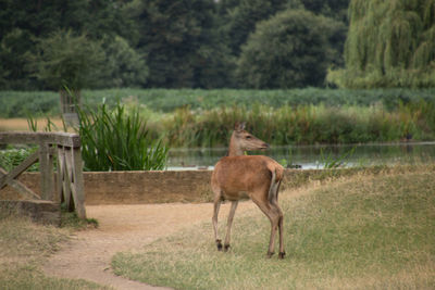 Horse on grass