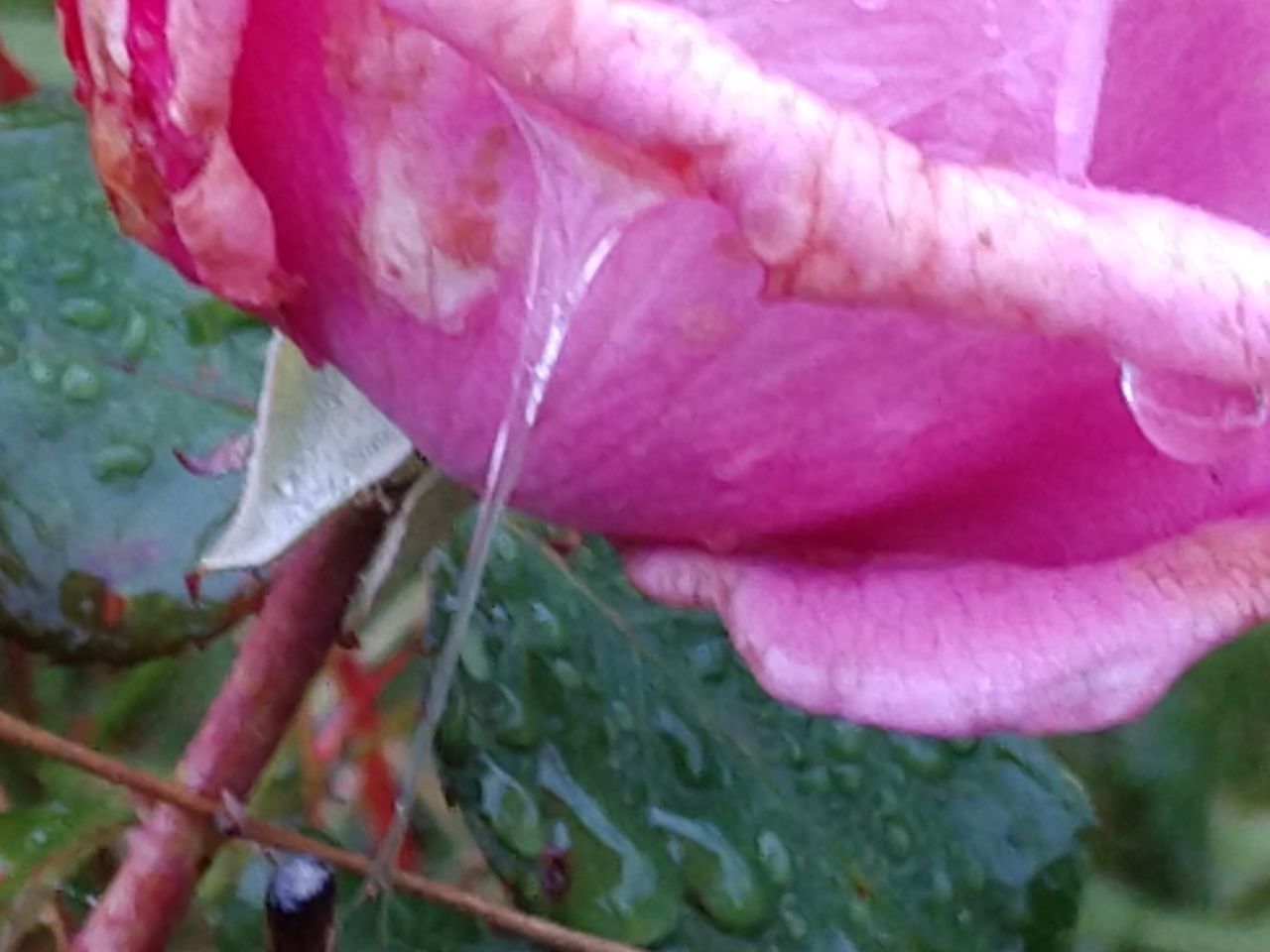 CLOSE-UP OF PINK ROSE