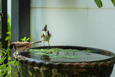 Close-up of a bird drinking water