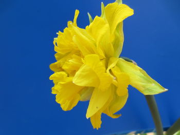 Close-up of yellow daffodil against blue background