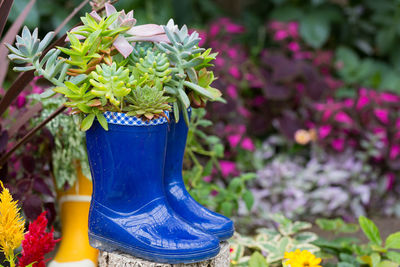 Close-up of potted plant