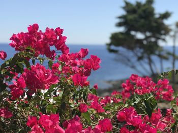 Close-up of pink flowering plants