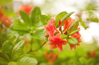 Close-up of red flowers