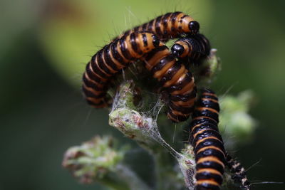 Close-up of insect on leaf