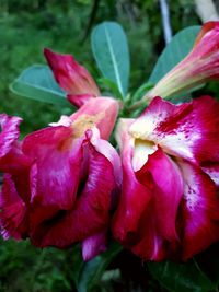Close-up of pink flowers blooming outdoors