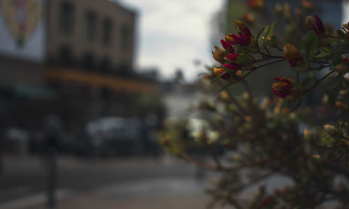 Close-up of flowers against blurred background