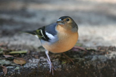 Canary finch 