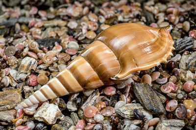 shell