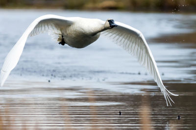 Close-up of swan flying over lake