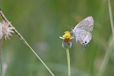 Close-up of butterfly pollinating on flower