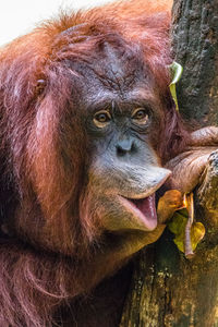 Close-up of a monkey