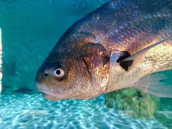 Close-up of fish swimming in sea