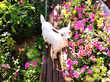 White dog in flower plants