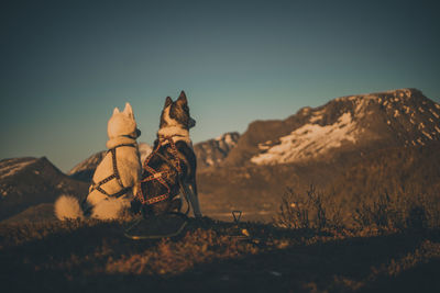 View of dogs with a mountain
