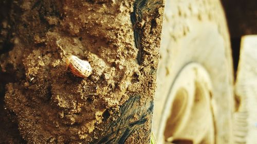 Close-up of tree trunk