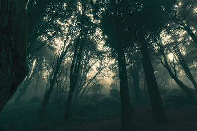 Trees in forest