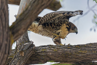 Close-up of bird perching on tree