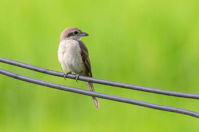 Image of brown shrike lanius cristatus on nature background. bird. animals.