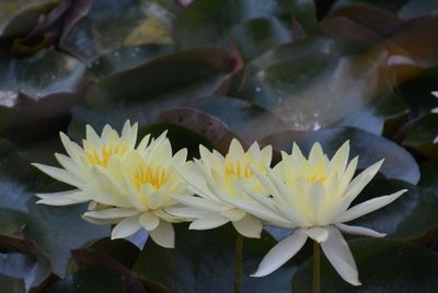 Close-up of water lily