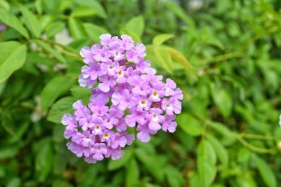 Close-up of purple flowers blooming outdoors