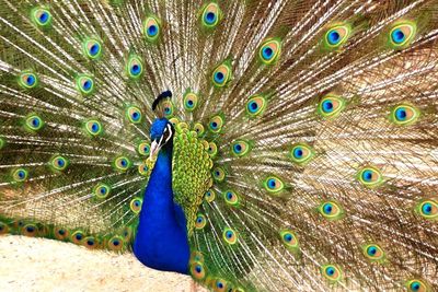 Close-up of peacock