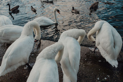 View of swans in lake