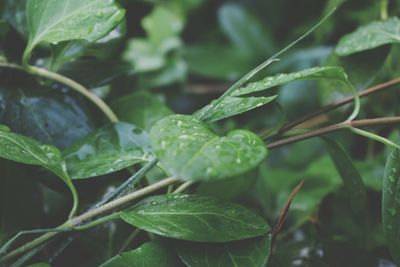 Close-up of green plant