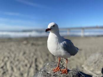 Seagull perching on a beach