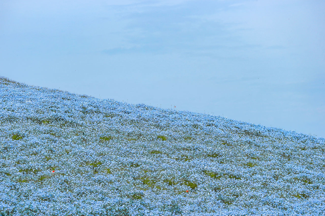 SNOW COVERED PLANT AGAINST SKY