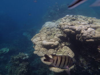 Fish swimming in sea