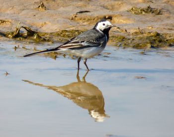 Bird perching on wet shore