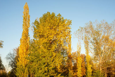 Low angle view of yellow trees against sky during autumn