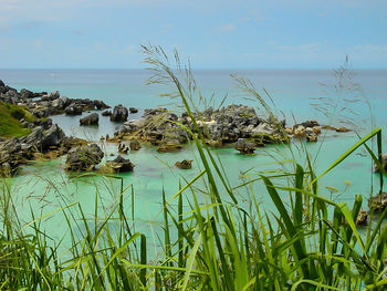 Plants growing by sea against sky