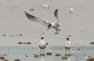 Terns on beach