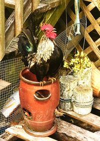 Close-up of rooster perching on barbecue grill