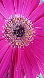 Close-up of pink flower