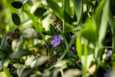 Close-up of purple flowering plants